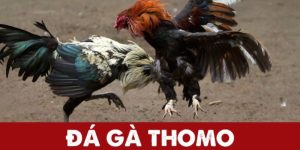 Đá gà thomo Thumb