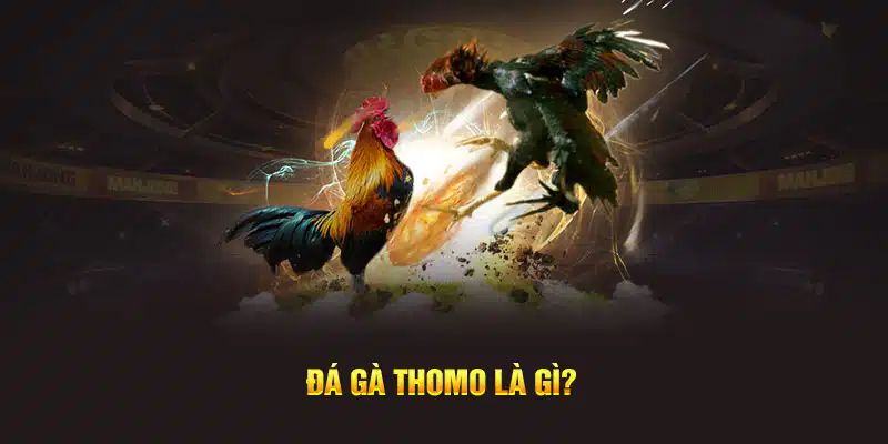 Chi tiết đá gà Thomo 2024